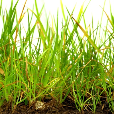 Грунт для газона